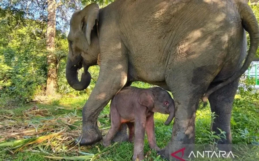 Anggaran Rp839 Miliar untuk Pagar Raksasa Way Kambas: Upaya Redam Konflik Gajah-Manusia