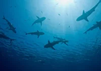 Hiu di laut Bahama positif narkoba, kok bisa? [titlebase] – Fakta, Penyebab, dan Dampaknya