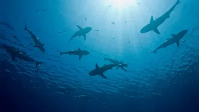 Hiu di laut Bahama positif narkoba, kok bisa? [titlebase] – Fakta, Penyebab, dan Dampaknya