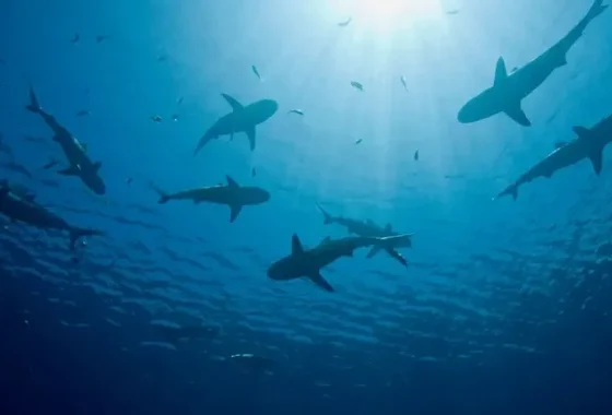 Hiu di laut Bahama positif narkoba, kok bisa? [titlebase] – Fakta, Penyebab, dan Dampaknya