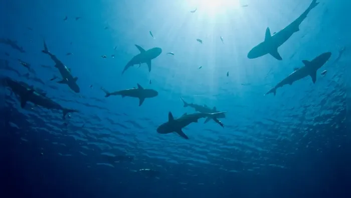 Hiu di laut Bahama positif narkoba, kok bisa? [titlebase] – Fakta, Penyebab, dan Dampaknya