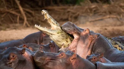 Melihat lebih dekat hewan paling berbahaya di Afrika [titlebase]: 7 Predator yang Mengguncang Safari