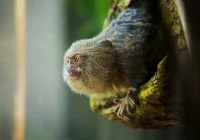 Mengenal primata marmoset, monyet terkecil di dunia [titlebase]: Fakta Menarik dan Upaya Pelestariannya