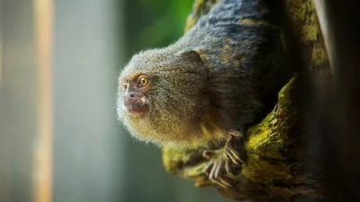 Mengenal primata marmoset, monyet terkecil di dunia [titlebase]: Fakta Menarik dan Upaya Pelestariannya