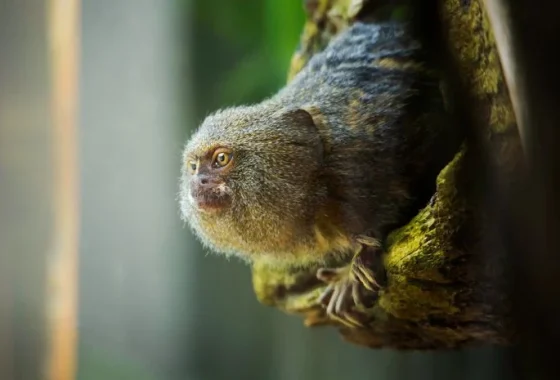 Mengenal primata marmoset, monyet terkecil di dunia [titlebase]: Fakta Menarik dan Upaya Pelestariannya