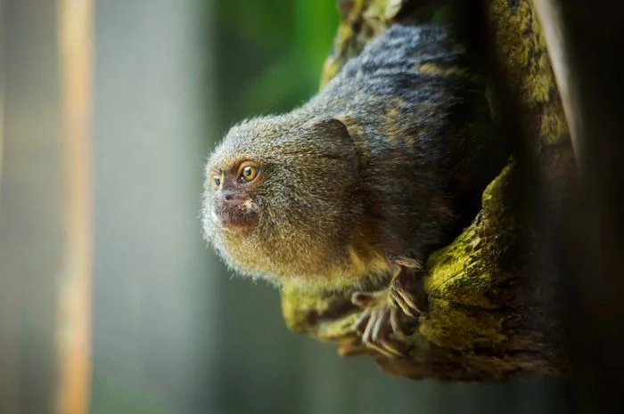 Mengenal primata marmoset, monyet terkecil di dunia [titlebase]: Fakta Menarik dan Upaya Pelestariannya