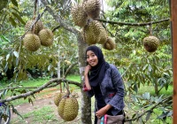 Video Ibu Tiri Part 3 Gegerkan Medsos, Soroti Lokasi Kebun Durian – AsatuNews.co.id: Fakta Lengkap dan Dampaknya