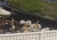 Viral Truk Angkut Anjing Hidup di Tol, Diduga Menuju Rumah Jagal Soloraya – Espos.id: Fakta Terbaru dan Dampaknya