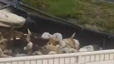 Viral Truk Angkut Anjing Hidup di Tol, Diduga Menuju Rumah Jagal Soloraya – Espos.id: Fakta Terbaru dan Dampaknya