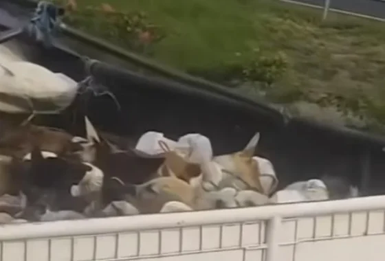 Viral Truk Angkut Anjing Hidup di Tol, Diduga Menuju Rumah Jagal Soloraya – Espos.id: Fakta Terbaru dan Dampaknya