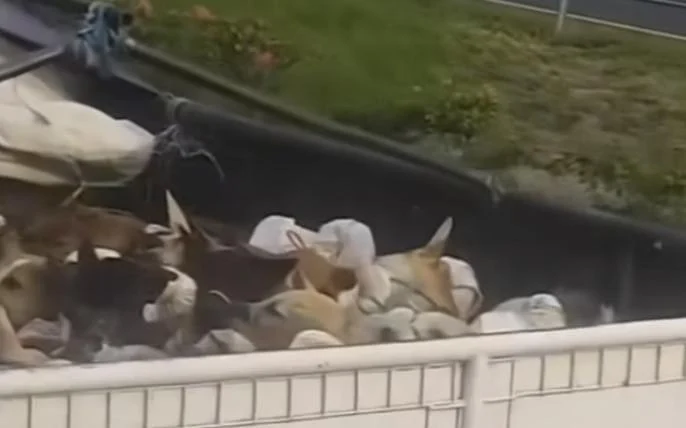 Viral Truk Angkut Anjing Hidup di Tol, Diduga Menuju Rumah Jagal Soloraya – Espos.id: Fakta Terbaru dan Dampaknya