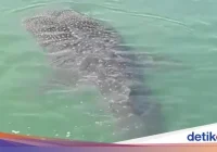 Viral! Warga Dikejutkan Rombongan Hiu Muncul di Dekat Pelabuhan Makassar – iNews.ID