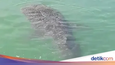 Viral! Warga Dikejutkan Rombongan Hiu Muncul di Dekat Pelabuhan Makassar – iNews.ID