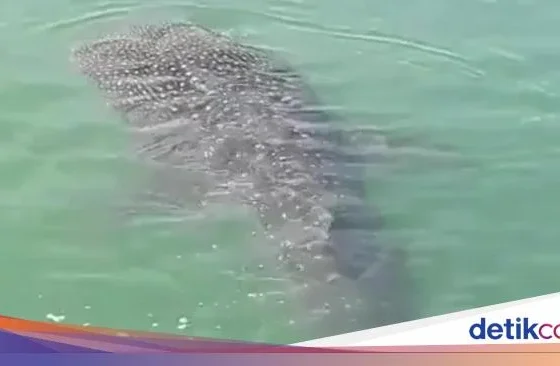 Viral! Warga Dikejutkan Rombongan Hiu Muncul di Dekat Pelabuhan Makassar – iNews.ID