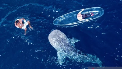 5 hiu paus muncul sekaligus di Botubarani Gorontalo, wisatawan ketagihan hingga rela panas-panasan [titlebase] – Fenomena Langka yang Bikin Heboh