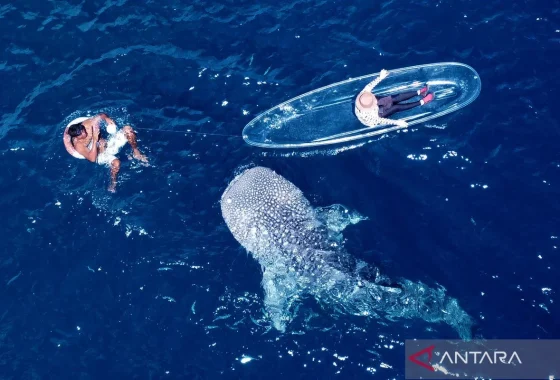 5 hiu paus muncul sekaligus di Botubarani Gorontalo, wisatawan ketagihan hingga rela panas-panasan [titlebase] – Fenomena Langka yang Bikin Heboh