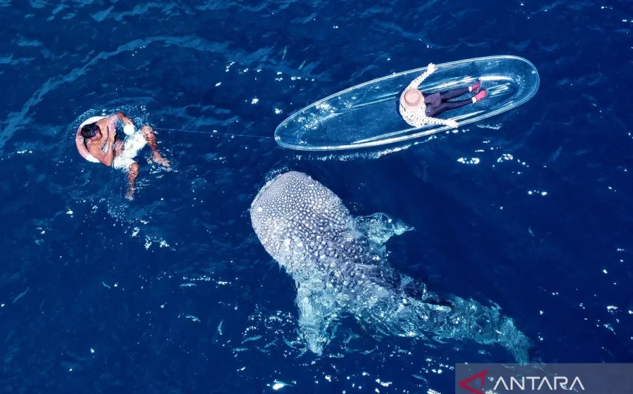 5 hiu paus muncul sekaligus di Botubarani Gorontalo, wisatawan ketagihan hingga rela panas-panasan [titlebase] – Fenomena Langka yang Bikin Heboh
