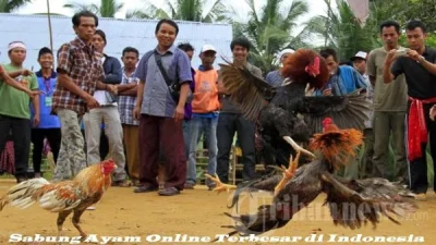 Dari Tradisional ke Digital: Fenomena Sabung Ayam Online yang Makin Agresif di 2026 – Pemerintah Kabupaten Kutai Timur