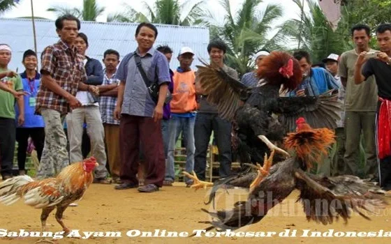 Dari Tradisional ke Digital: Fenomena Sabung Ayam Online yang Makin Agresif di 2026 – Pemerintah Kabupaten Kutai Timur