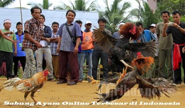 Dari Tradisional ke Digital: Fenomena Sabung Ayam Online yang Makin Agresif di 2026 – Pemerintah Kabupaten Kutai Timur