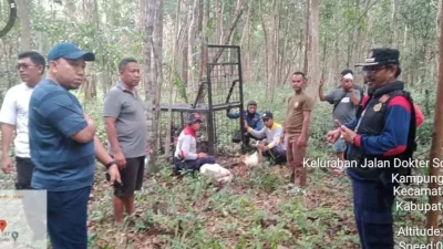 Hutan Kota Siak Dibabat? Video Viral Bongkar kusut Izin, Pemkab didesak Bertindak – RanahRiau.com