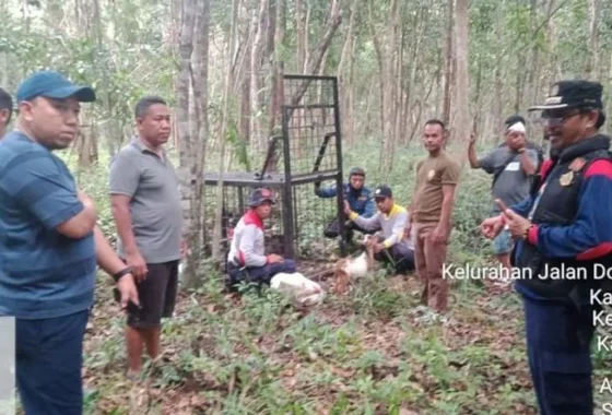 Hutan Kota Siak Dibabat? Video Viral Bongkar kusut Izin, Pemkab didesak Bertindak – RanahRiau.com