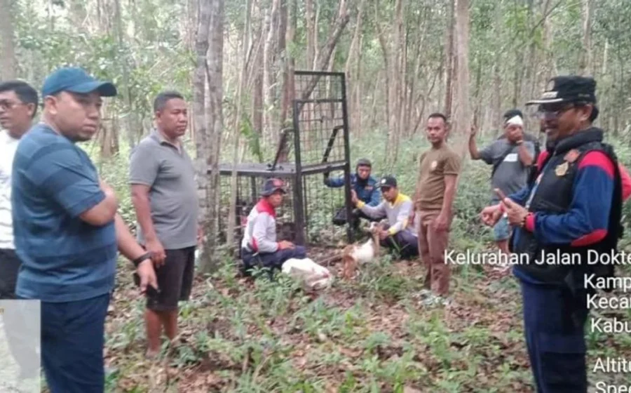 Hutan Kota Siak Dibabat? Video Viral Bongkar kusut Izin, Pemkab didesak Bertindak – RanahRiau.com