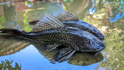 Ikan Sapu-Sapu, Si Hitam yang Viral serta Dampaknya Bagi Lingkungan – RRI.co.id: Fakta dan Analisis Terbaru