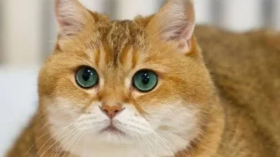 Mencari kucing gembul viral di Mega Kuningan yang jadi pusat perhatian [titlebase] – Fakta Lengkap dan Update Terbaru