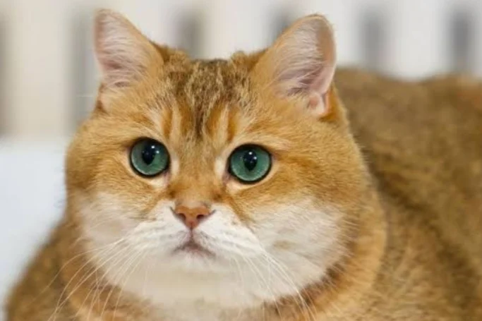 Mencari kucing gembul viral di Mega Kuningan yang jadi pusat perhatian [titlebase] – Fakta Lengkap dan Update Terbaru