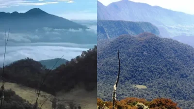 Misteri di tengah Hutan yang Viral di Lampung – RRI.co.id: Mengungkap Fenomena Menarik