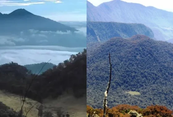 Misteri di tengah Hutan yang Viral di Lampung – RRI.co.id: Mengungkap Fenomena Menarik