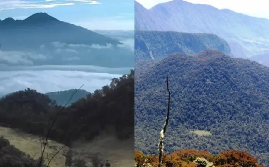 Misteri di tengah Hutan yang Viral di Lampung – RRI.co.id: Mengungkap Fenomena Menarik