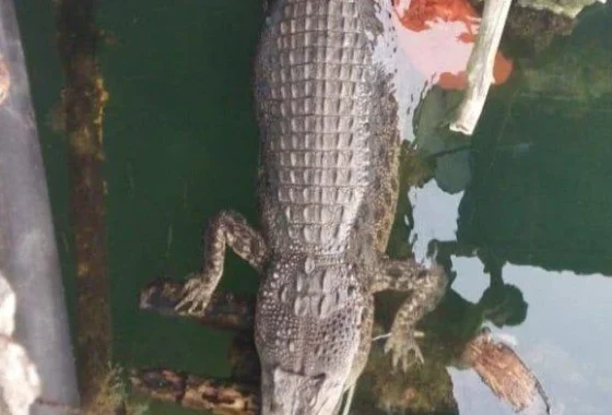 Video Penampakan Buaya di Parit Tanjunguban Bintan Viral, Warga Resah – Batam Pos – Kepri: Fakta Lengkap dan Tindakan Pihak Berwenang