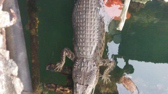 Video Penampakan Buaya di Parit Tanjunguban Bintan Viral, Warga Resah – Batam Pos – Kepri: Fakta Lengkap dan Tindakan Pihak Berwenang