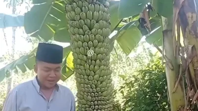 Viral 600 Pohon Pisang Diduga Diracun, Petani Ini Menangis Lihat Tanamannya Menghitam – Sapos – Samarinda Pos