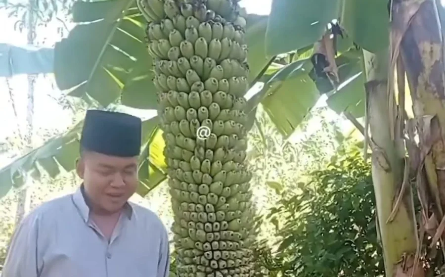 Viral 600 Pohon Pisang Diduga Diracun, Petani Ini Menangis Lihat Tanamannya Menghitam – Sapos – Samarinda Pos