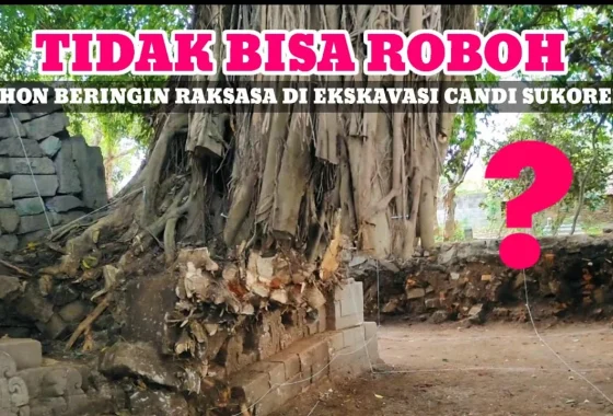 Viral Beringin Raksasa di TPU Malang Roboh hingga Jenazah Terangkat – detikcom: Fakta Lengkap dan Dampaknya