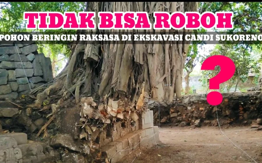 Viral Beringin Raksasa di TPU Malang Roboh hingga Jenazah Terangkat – detikcom: Fakta Lengkap dan Dampaknya