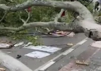 Viral Beringin Raksasa Roboh di TPU Malang, Jenazah Sampai Terangkat – detikNews: Tragedi Menggemparkan Kota Malang