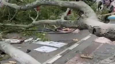 Viral Beringin Raksasa Roboh di TPU Malang, Jenazah Sampai Terangkat – detikNews: Tragedi Menggemparkan Kota Malang