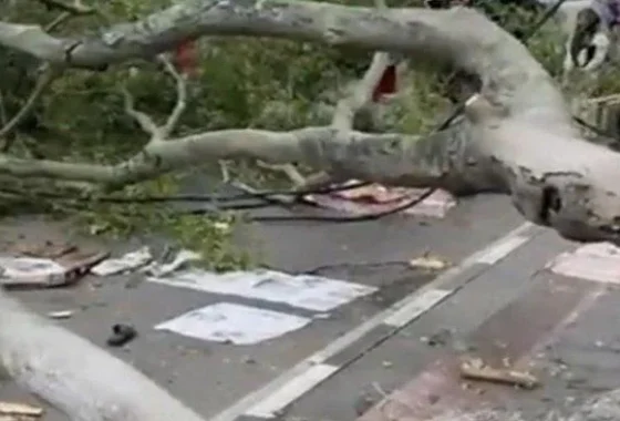 Viral Beringin Raksasa Roboh di TPU Malang, Jenazah Sampai Terangkat – detikNews: Tragedi Menggemparkan Kota Malang