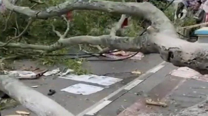 Viral Beringin Raksasa Roboh di TPU Malang, Jenazah Sampai Terangkat – detikNews: Tragedi Menggemparkan Kota Malang