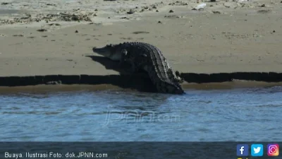 Viral Buaya Muncul di Mangrove Surabaya, Pemancing Temukan Jejak Besar – detikcom: Fakta Lengkap dan Tindakan Pemerintah