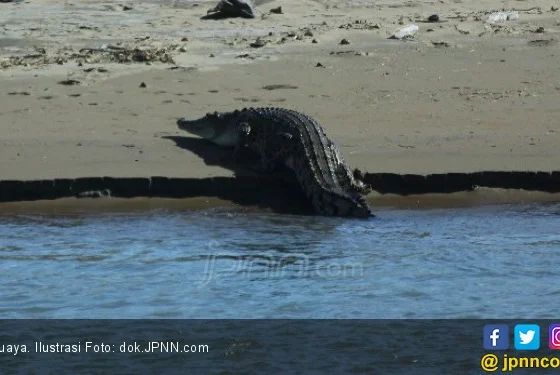 Viral Buaya Muncul di Mangrove Surabaya, Pemancing Temukan Jejak Besar – detikcom: Fakta Lengkap dan Tindakan Pemerintah