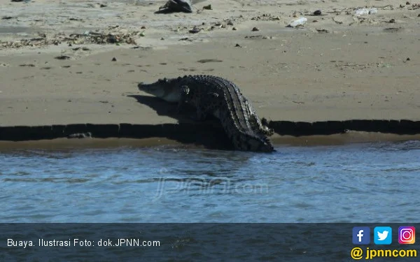 Viral Buaya Muncul di Mangrove Surabaya, Pemancing Temukan Jejak Besar – detikcom: Fakta Lengkap dan Tindakan Pemerintah