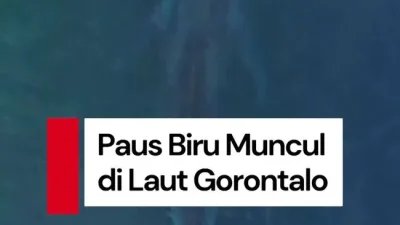 Viral Paus Biru 20 Meter Muncul di Laut Gorontalo – detikNews: Fenomena Langka yang Menggemparkan