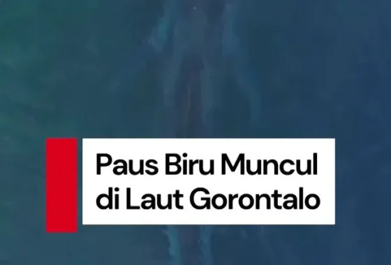 Viral Paus Biru 20 Meter Muncul di Laut Gorontalo – detikNews: Fenomena Langka yang Menggemparkan