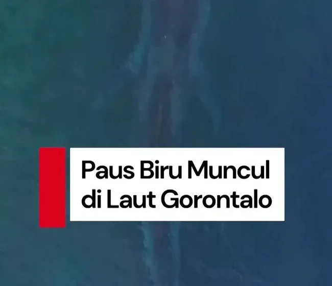 Viral Paus Biru 20 Meter Muncul di Laut Gorontalo – detikNews: Fenomena Langka yang Menggemparkan