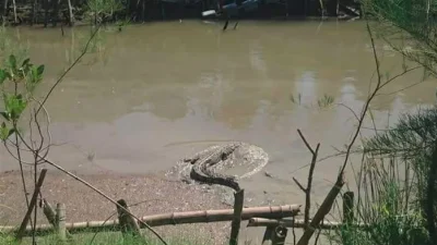 Viral Pemancing di Surabaya Ketemu Buaya, Ada Jejak Besar di Mangrove – detikTravel: Kejadian Menghebohkan di Sektor Perikanan